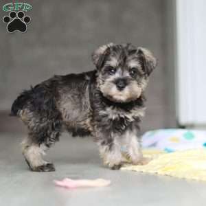 Clementine, Miniature Schnauzer Puppy